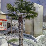 Palma konopná (Trachycarpus fortunei) - výška kmeňa 100-120 cm, celková výška 200-250 cm, kont. C70L (-17°C)